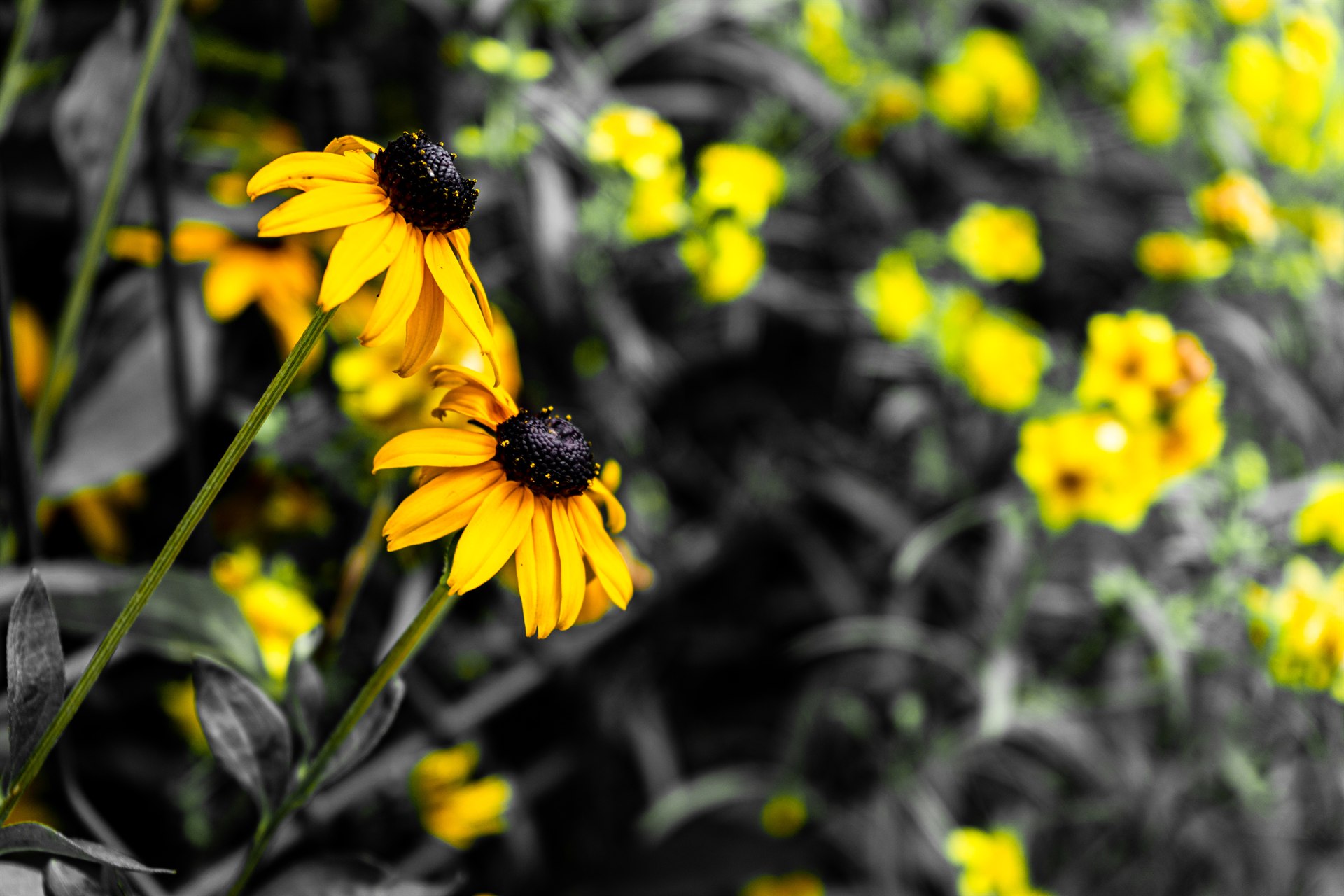 Floral and Plant Photography — 3