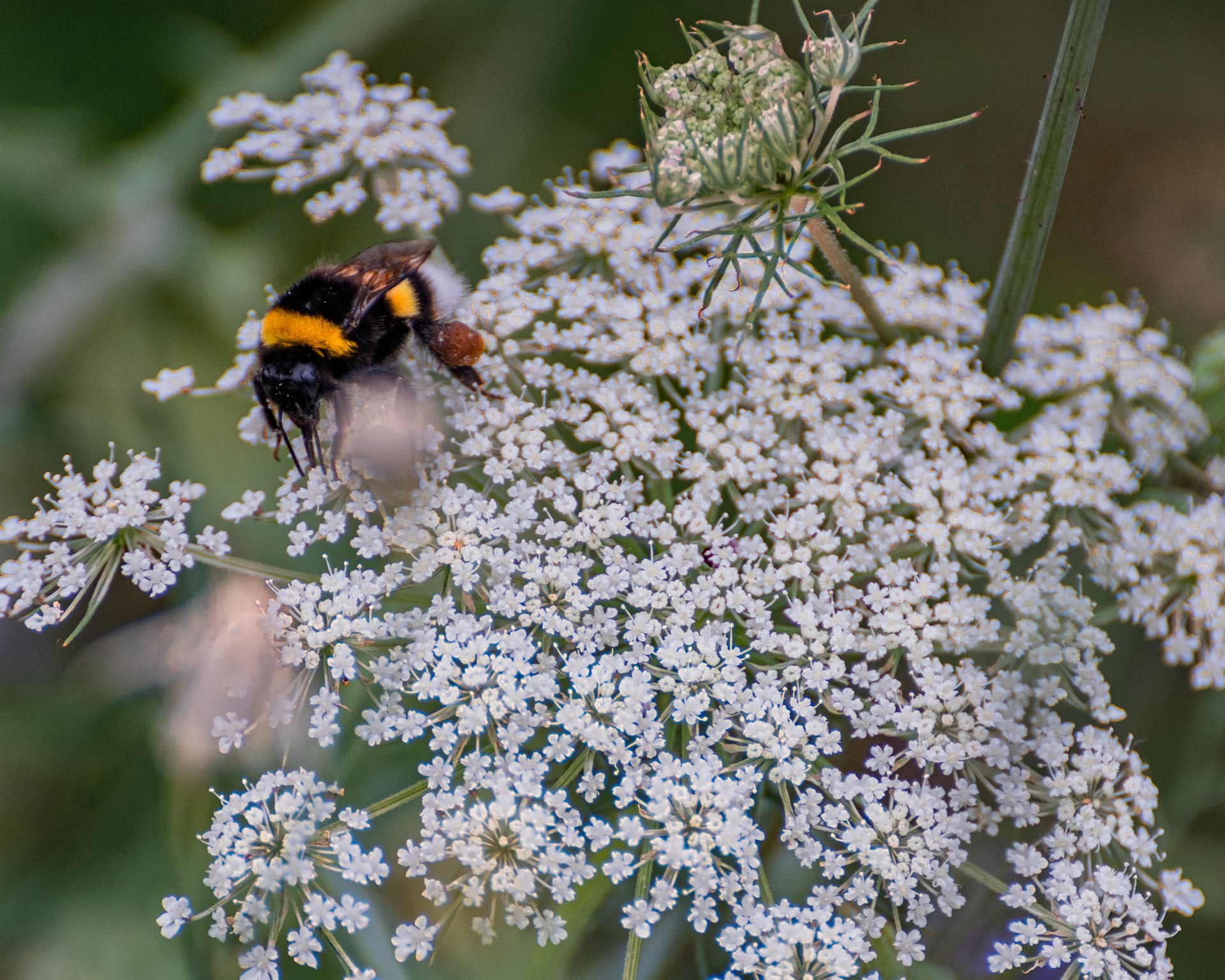 Floral and Plant Photography — 4