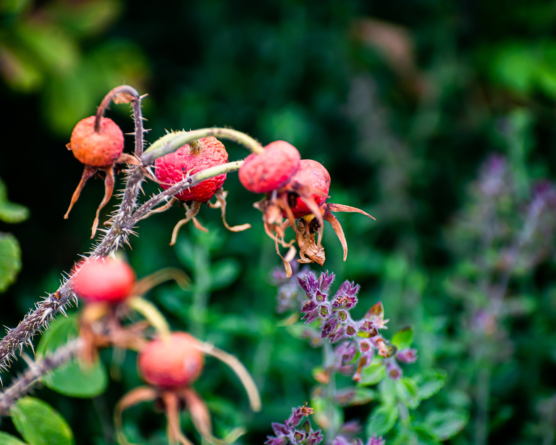 Floral and Plant Photography — 5