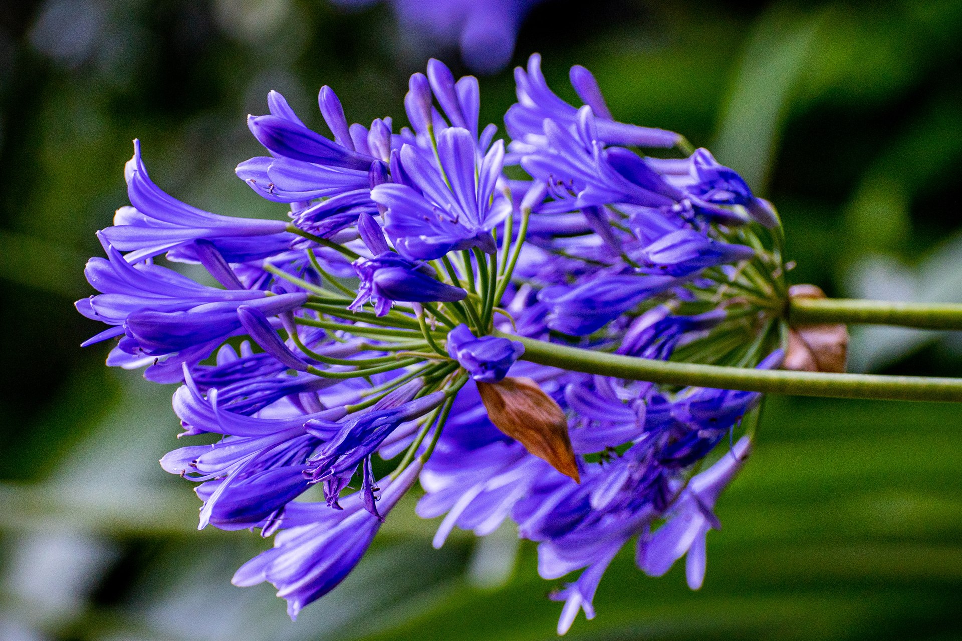 Floral and Plant Photography — 6