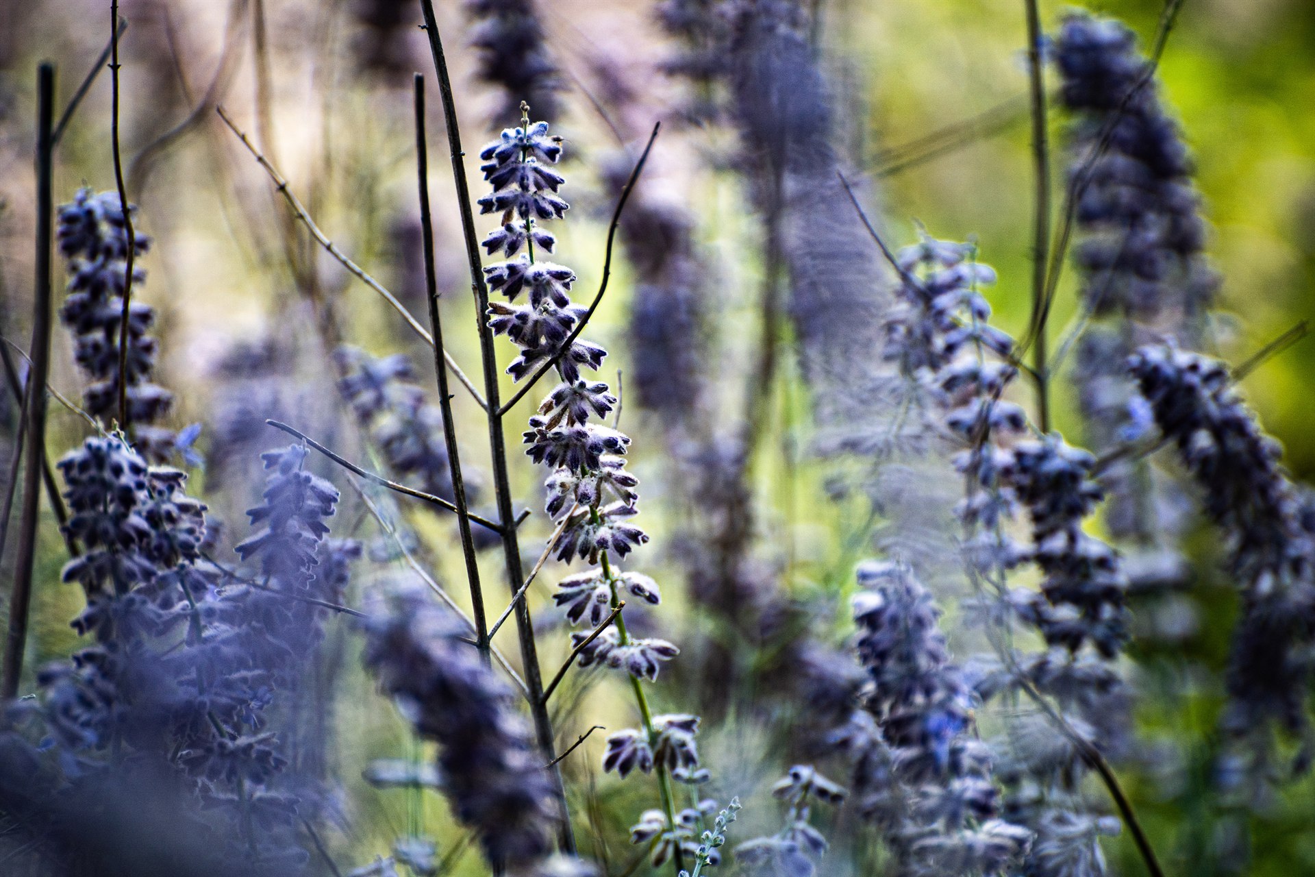 Floral and Plant Photography — 7