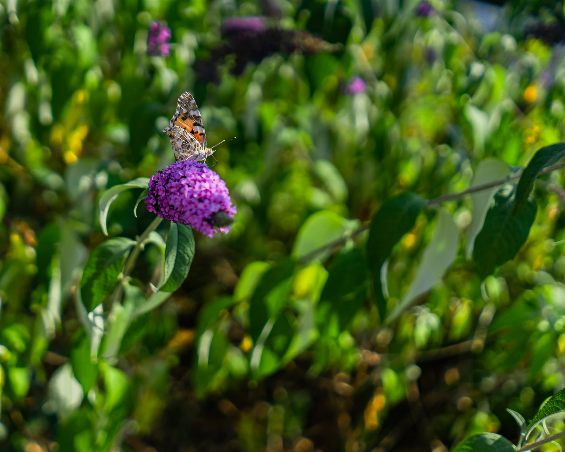 Floral and Plant Photography — 8