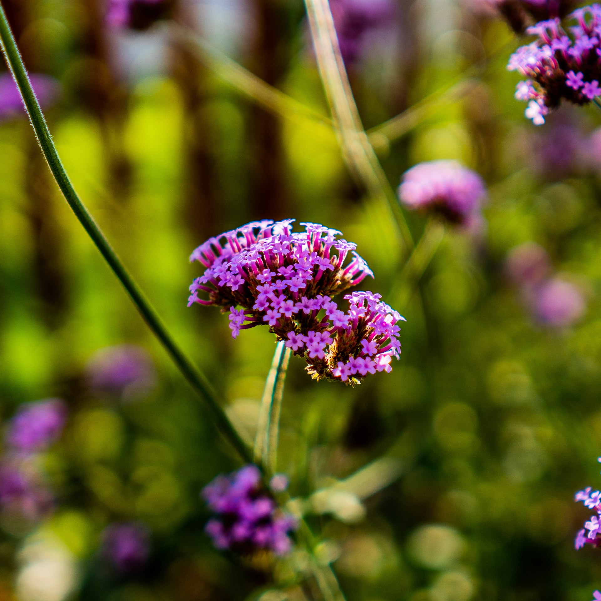 Floral and Plant Photography — 9